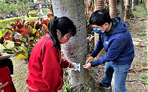 新北校園2萬5000面樹木解說牌掛牌 學生一掃QR code就懂樹
