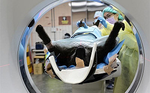 東非狒狒今解剖！林務局：病理報告最快10天公布