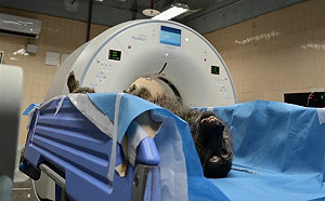 六福村狒狒仍點不清！林務局：未來擬要求動物全部植晶片