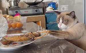 做壞事坦蕩蕩！貓1眼神擊退主人