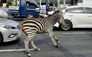 台狒狒vs南韓斑馬！逃脫命運大不同