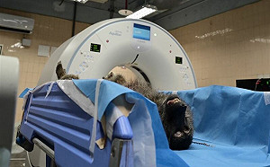 六福村道歉認「狒狒是我們的」！網不接受  轟：超大型打臉現場