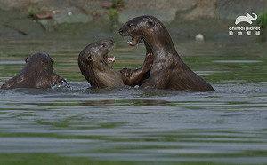 水獺母族長脾氣火爆！攪黃女兒戀情