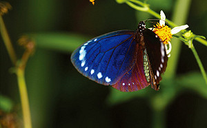 紫斑蝶北返季節！每分鐘555隻飛越國道  高公局：勿減速觀賞