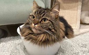 巨貓硬塞小碗！全身上下「只剩頭」