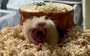 (影)小倉鼠長大嘴巴！新奇模樣嚇壞眾人