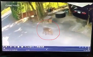 狒狒逃脫不止一次？動物園前員工爆料：2018年曾出沒楊梅地區