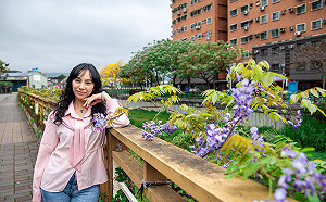 新北鴨母港溝百花盛開 紫藤花爭豔綻放 