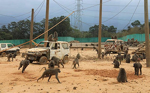 六福村狒狒數量點不清！林務局曝：沒有每隻都結紮