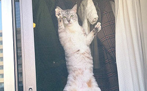 擔心飼主？陽台待久見貓搞笑1動作