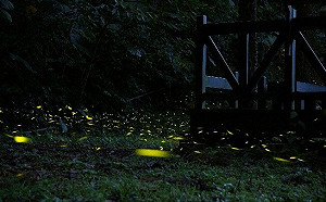 懶人包》森林中感受螢光浪漫！全台8大森林遊樂區賞螢活動大公開