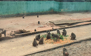 六福村戡查結果出爐　林務局：防逃措施、狒狒數統計 須限期完成！