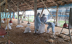 H5N1禽流感襲擊彰化土雞場 今撲殺1.69萬雞隻