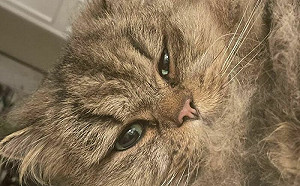 醒來枕頭旁多隻貓！屋主：我沒養啊