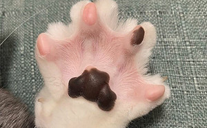 誰能抵擋！貓開五指秀「香甜肉球」