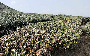 2-3月高雄乾旱農損 茶樹現金救助4/10前受理申報