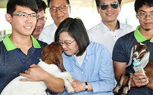 蔡總統視察貝羊計畫  親餵小羊直言想帶回家