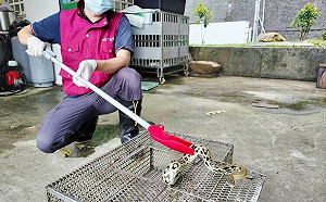 清明掃墓防蛇咬 新北動保處提醒3步驟