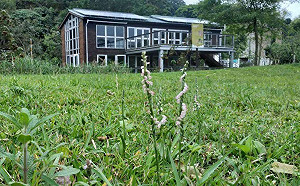 清明出遊賞花去！瀕臨絕種「綬草」現蹤南港山水綠公園