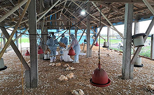 半年來首見！彰化大城鄉土雞場爆禽流感 專家曝原因