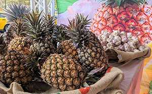 中國封殺台灣鳳梨不管台農生計 日本愛媛縣政府｢買爆31公噸｣挺台!