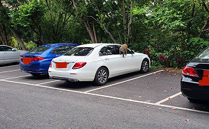 飛鳳山猴子出沒破壞轎車 竹縣府設誘捕籠