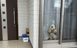 門口總有牠迎接！快遞員拍照給飼主