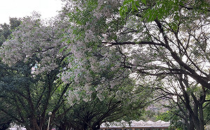 都市春季限定美景 新北中和4號公園飄苦楝粉紫花雪