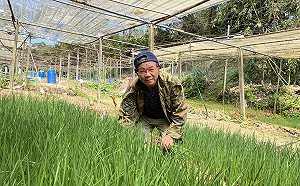 嚴格把關品質 新北深坑珠蔥農年薪破百萬元