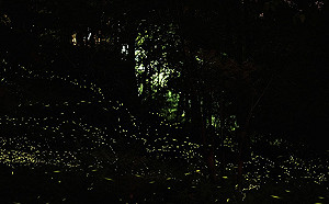 螢火蟲季賞螢去！八仙山「童螢季」開放報名 感受點點螢光浪漫