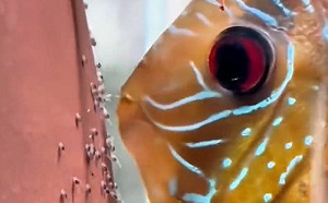 魚媽好眼力！救魚寶寶就像吐珍珠