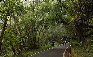 紀錄森林美麗瞬間！苗栗觀霧「霧林攝影輕旅行」活動4/22登場