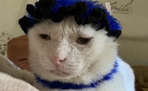 怕貓孫著涼織小毛帽！牠秒變身梵谷