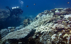 立即連署！綠色和平要求立院三讀通過《海洋保育法》人數已達11萬7千人