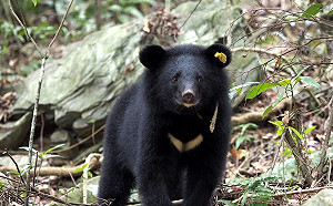 台灣黑熊獵殺案將起訴9名嫌犯！林務局籲：遇熊務必通報 