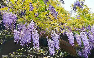 北部6免費紫藤花海　加碼3放電場所