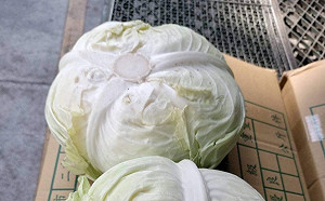 第一屆火雞肉飯名店路線半馬 參賽者送高麗菜