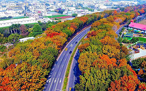 季節交替限定美景 嘉義市世賢路落英繽紛