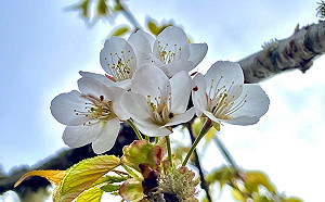 春暖花開賞花去！太平山5大絕美花景接力綻放