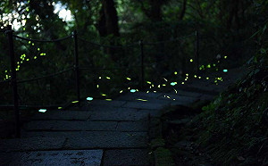 山林中螢光閃閃！台北虎山螢火蟲導覽活動4/16登場