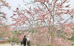 嘉縣竹崎阿拉伯粉紅村 翁章梁力推平原櫻花秘境
