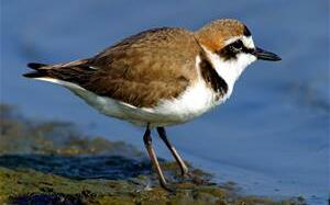 「擬傷高手」東方環頸鴴繁殖季到了！荒野協會：3至6月避免淨灘