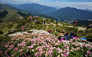 賞花注意！合歡山杜鵑花季假日高乘載管制4/8開跑
