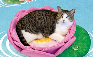 仙喵腳踏蓮花出谷！萌坐墊迷翻貓奴