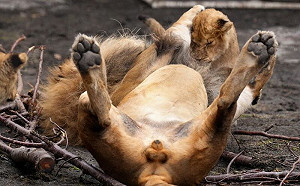 公獅仰躺露蛋蛋！幼崽下秒衝來咬