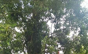 「樹芯採樣技術」揭巨木真實樹齡！全台最老神木1515歲