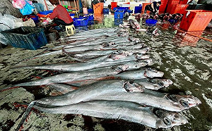 地震魚被捕是災難前兆？專家解惑了