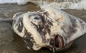 2m大海怪嚇壞人！真身竟是呆萌的牠