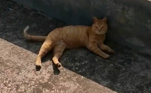 浪貓日送米奇報恩！好心女超崩潰