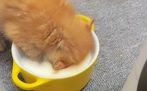 小貓喝奶太陶醉！抬頭變成老公公